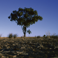 Commissioner discusses reported rise in attempted farmer suicides on ABC Radio National